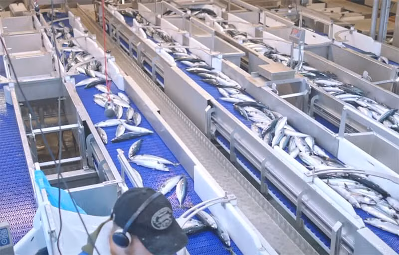 Конвейеры для разделки и транспортировки рыбы и морепродуктов