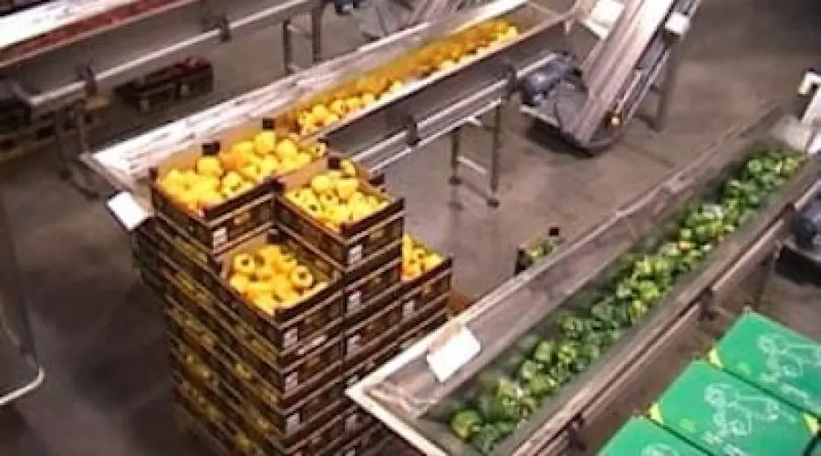 Упаковка свежих овощей разных цветов