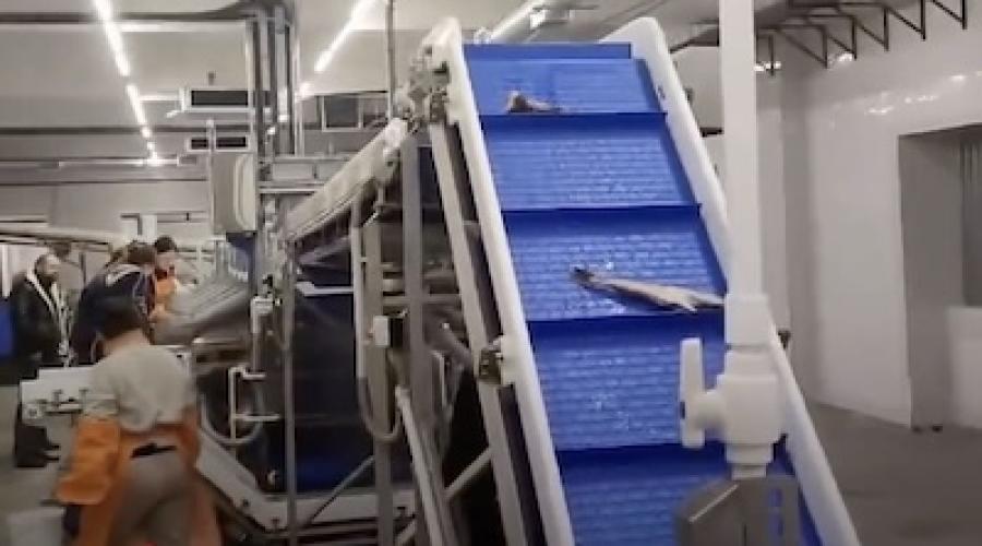 Филетирование, заморозка и глазировка рыбы